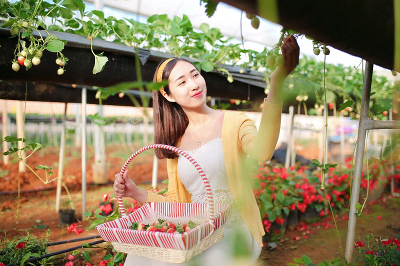 HƯNG YÊN – MỘC CHÂU – HƯNG YÊN